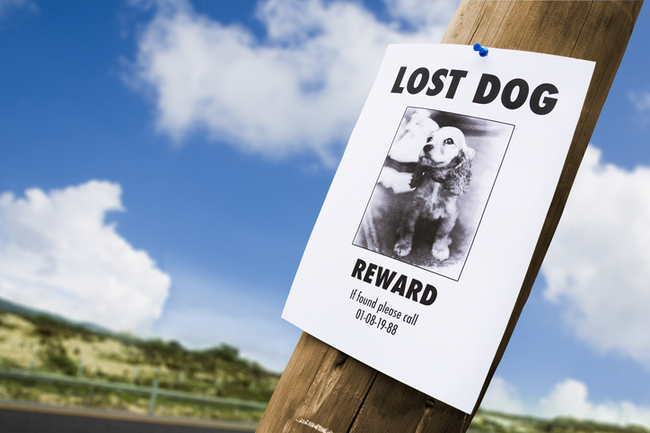 Lost and Found Pets